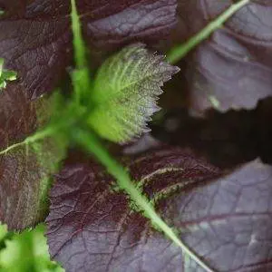 6 Degrees East Heirloom Organic Seeds Black Mustard