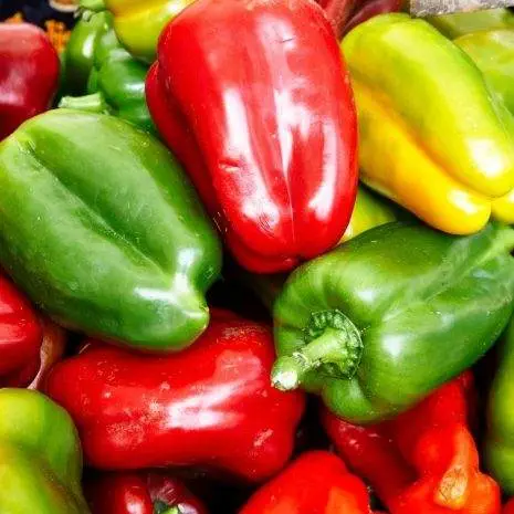 6 Degrees East Heirloom Organic Seeds Sweet Pepper Rainbow Mix Set