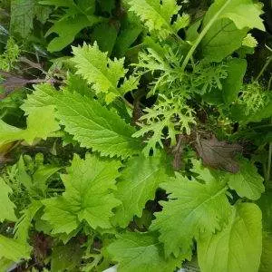 6 Degrees East Heirloom Organic Seeds Asian Greens Mix