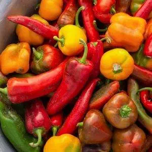6 Degrees East Heirloom Organic Seeds Hot Chilli Pepper Rainbow Mix Set