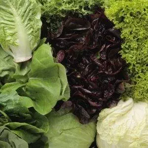 6 Degrees East Heirloom Organic Seeds Lettuce Variety Mix Set