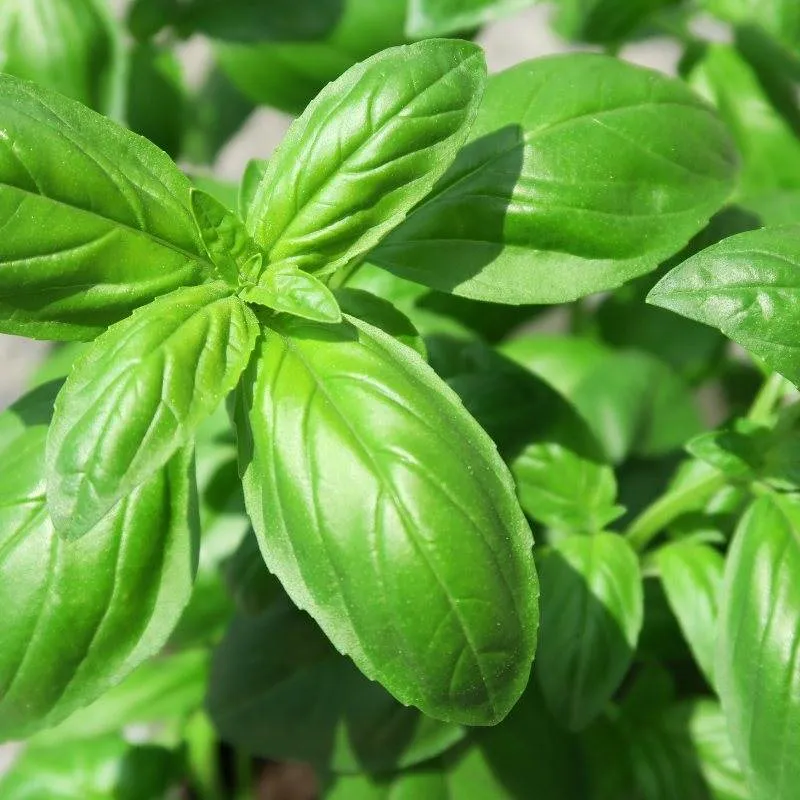 6 Degrees East Heirloom Sweet Genovese Basil Seeds Holisteeq