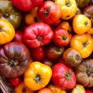 6 Degrees East Heirloom Organic Seeds Tomato Favourite Mix Set