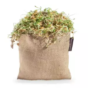 Microgarden Reusable DIY Sprout Bag with lentil seeds (3)